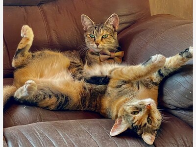 New Mexico’s $80K Veterinary Loan Repayment Program Targets Rural Shortages—Otero County Among Areas in Need