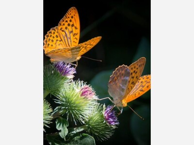 In Memory of Eleanor Margaret McKelvaine Johnson