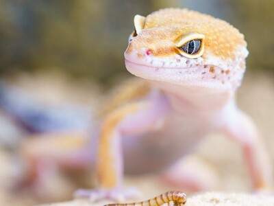 Alameda Park Zoo Interactive Reptile Show